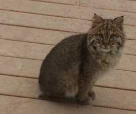 Bobcat photo 2